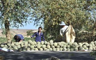 吃瓜客乡野闲人,吃瓜客的乡村生活剪影
