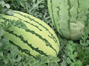 新疆灰瓜怎么吃