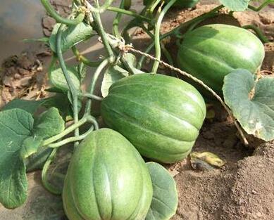 不老吃瓜,不老吃瓜，探寻明星不老神话背后的真相