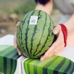 现在的人喜欢吃瓜,揭秘现代人的“吃瓜”狂潮