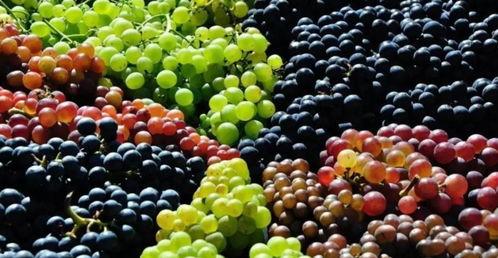 吃瓜不吐葡萄皮抽奖视频