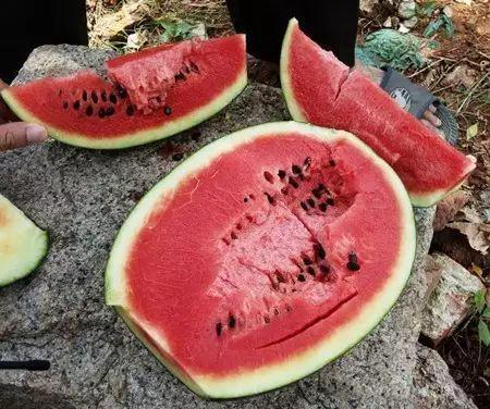 吃瓜毒,网络谣言背后的真相与反思