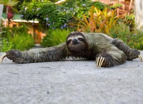 吃不着瓜的动物,那些无法品尝瓜果的动物世界