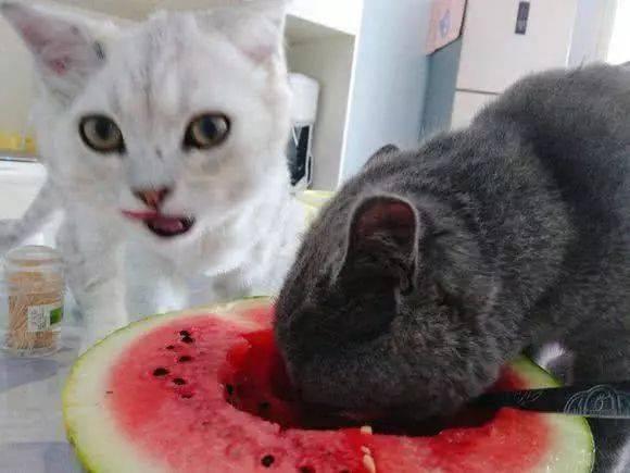 猫妹吃瓜,揭秘娱乐圈那些不为人知的幕后故事