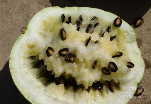 喝多了吃籽瓜,一场奇妙的消食之旅