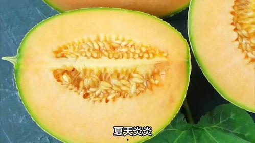 哈密瓜现在还可以吃吗吗,现在食用正当时！”