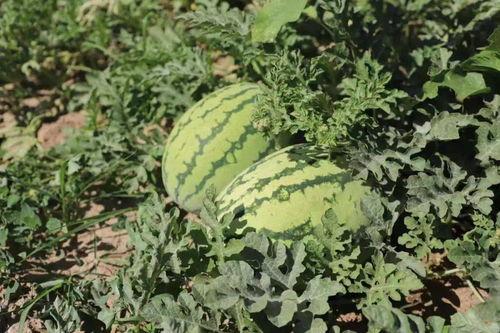 富硒宝瓜怎么吃,富硒宝瓜的多样食用方法探索