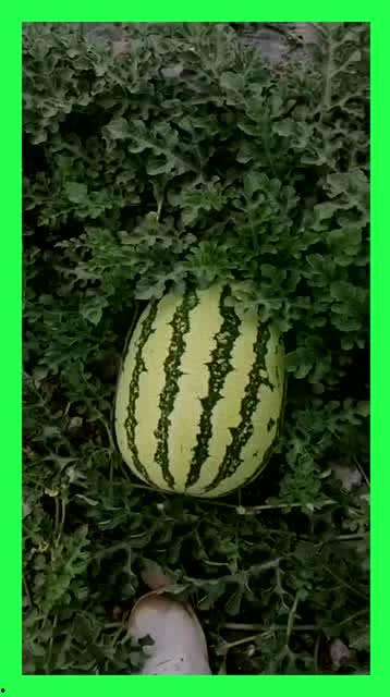 有人陪我吃瓜吗,探寻网络时代的“吃瓜”文化