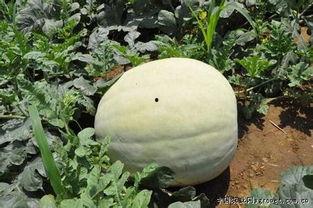 三白瓜直接吃,清新口感，直接食用的夏日佳品