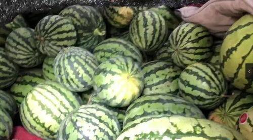 吃福利瓜,吃福利瓜的温馨瞬间