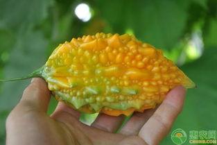 癞头瓜可以怎么吃,创意烹饪方法大盘点