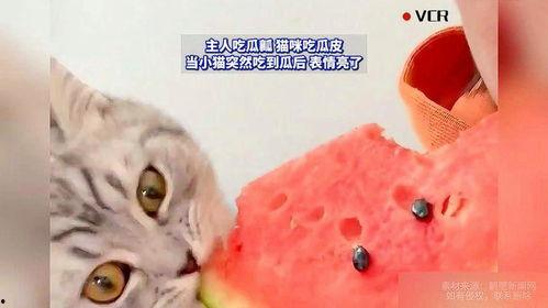 吃瓜猫咪素材,萌态十足，揭秘宠物界的“美食家”