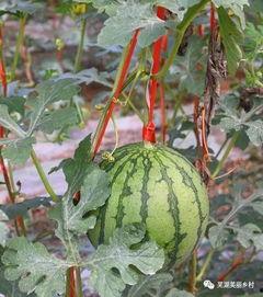 福利黑科技吃瓜,吃瓜群众的智慧盛宴