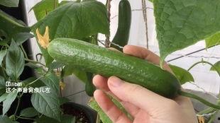 梦见摘青皮瓜吃,揭秘摘青皮瓜吃的神秘寓意