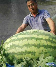 15斤大瓜怎么吃,15斤大瓜的多样吃法探索